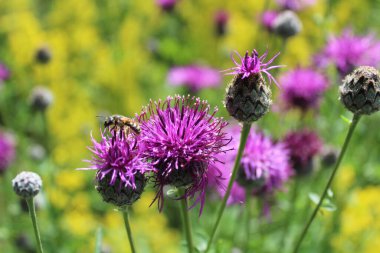 Çayırdaki güzel örümcekotu