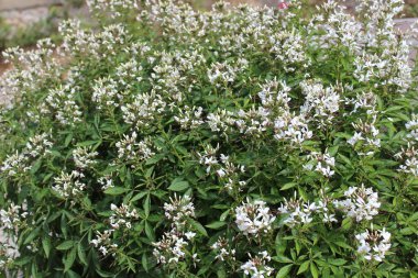 Bahçedeki dikenli örümcek çiçeği