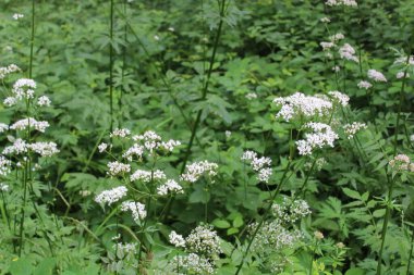 Ormanda çiçek açan kediotu.