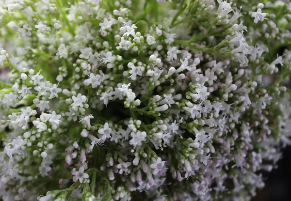 Background Blossoming Valerian — Stock Photo, Image