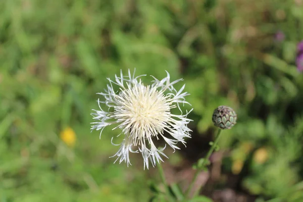 Bela Knapweed Prado — Fotografia de Stock