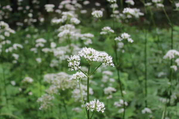 Florescendo Valeriana Floresta — Fotografia de Stock