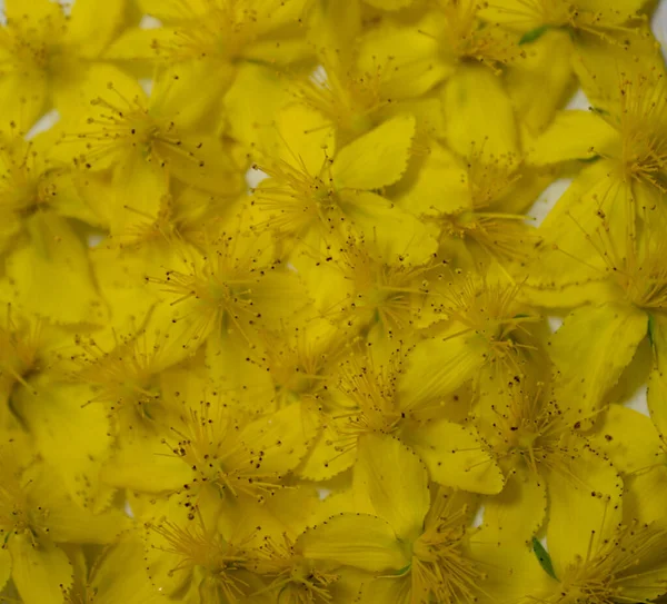 Viele Johanniskrautblüten — Stockfoto