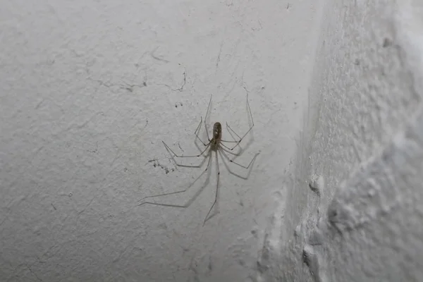 Cellar Spider Wall — Stock Photo, Image