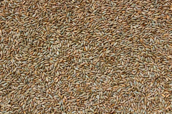 Background Rye Grains — Stock Photo, Image