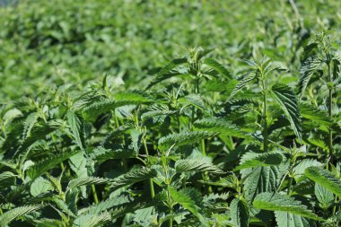 Ormanda bir sürü ısırgan otu var.