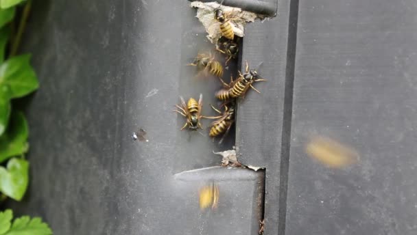 Nombreuses Guêpes Sur Composteur Dans Jardin — Video