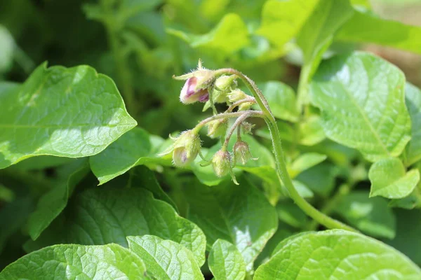 Veel Aardappelplanten Tuin — Stockfoto