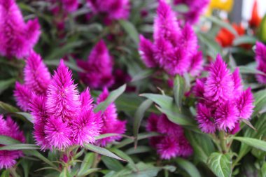 Bahçede çiçek açan selosya