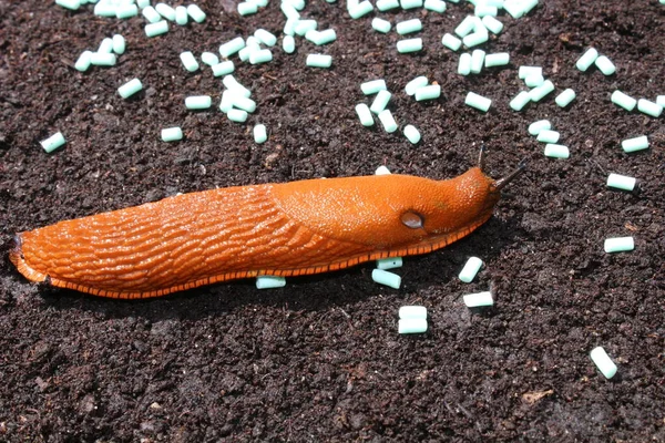 Kırmızı salyangoz ve sümüklü böcek topakları.