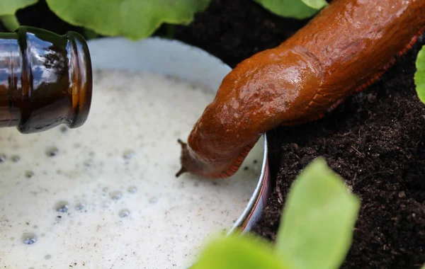 Bira tuzağında bir salyangoz.