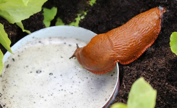 Bira tuzağında bir salyangoz.