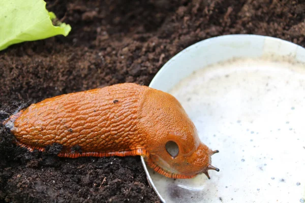 Snigel Ölfälla — Stockfoto