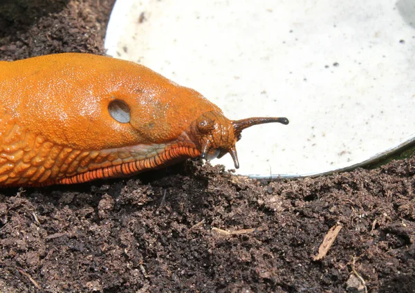 Snigel Ölfälla — Stockfoto