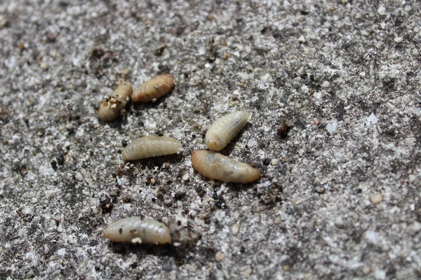Larvas Vespa Chão Pedra — Fotografia de Stock