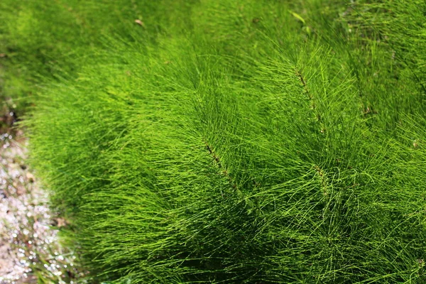 Champ Prêles Dans Forêt — Photo