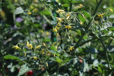 Domates bahçede çiçek açar.