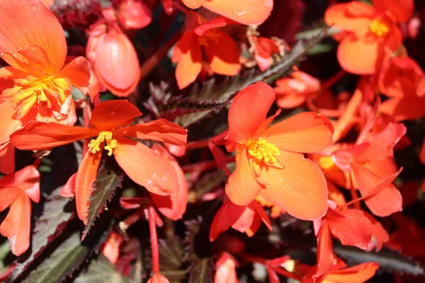 Квітуча Бегонія Саду — стокове фото