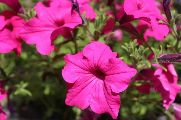 Pétunia Rose Dans Jardin — Photo