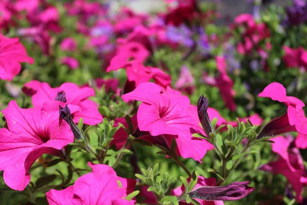 Pétunia Rose Dans Jardin — Photo