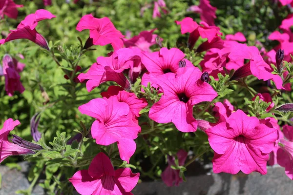 Petunia Rosa Jardín —  Fotos de Stock