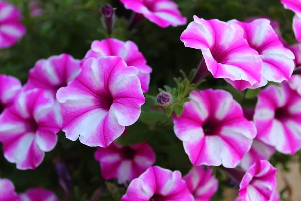 Pétunia Rose Dans Jardin — Photo