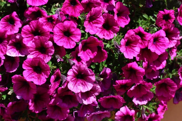 Pink Petunia Garden — Stock Photo, Image