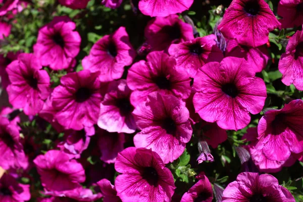 庭のピンク ペチュニアは — ストック写真