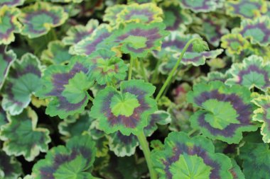 Pelargonyum ağ kapağı bahçede