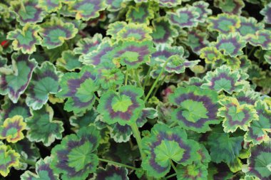 Pelargonyum ağ kapağı bahçede