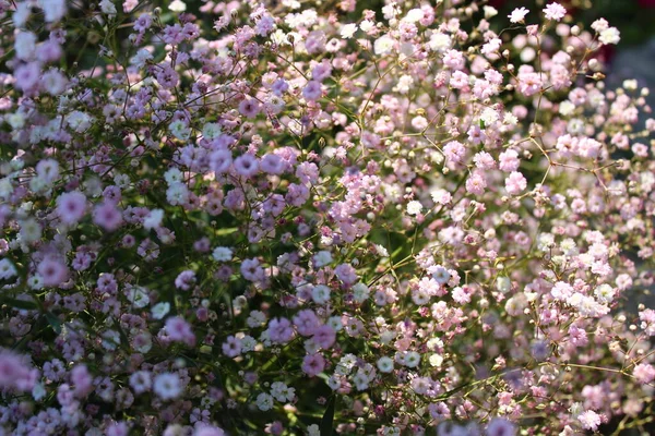 Virágzó Cigányvirág Kertben — Stock Fotó