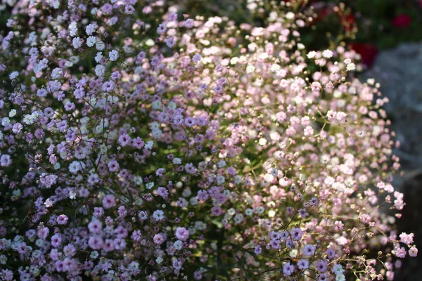 Blommande Zigenare Trädgården — Stockfoto