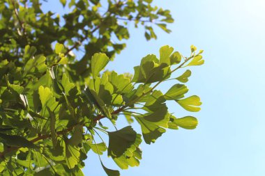 yeşil sağlıklı ginko bahçede