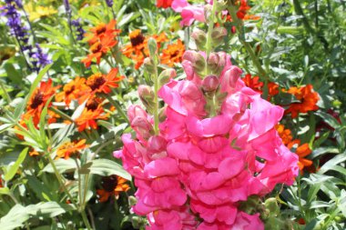 Bahçedeki kırmızı aslanağzı