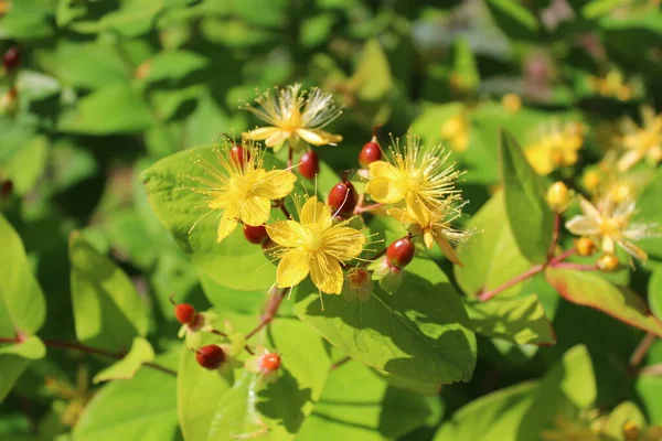 Bahçede çiçek açan tutsan.