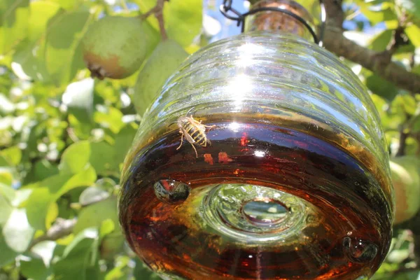 Eşek arısı tuzağına düşmüş.