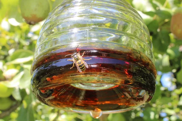 Eşek arısı tuzağına düşmüş.