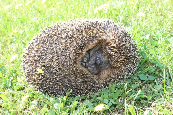 Sovande Igelkott Ängen — Stockfoto