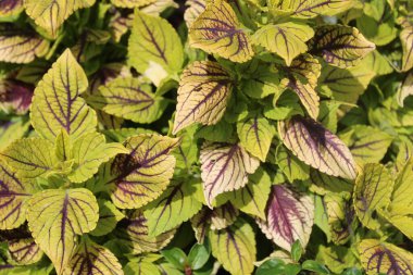 Bahçede alevli ısırgan otları