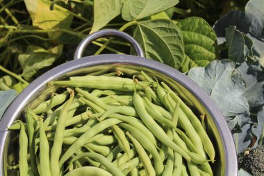 Fasulye yapraklarının önünde toplanmış fasulyeler.