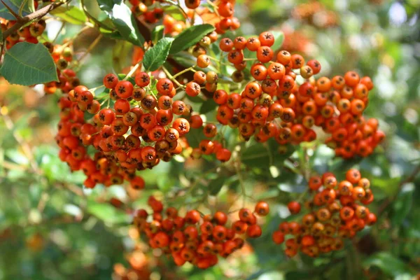 Albero Sorbo Con Bacche Mature — Foto Stock