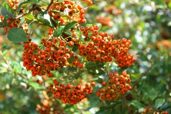 Rowan Tree Ripe Berries — Stock Photo, Image