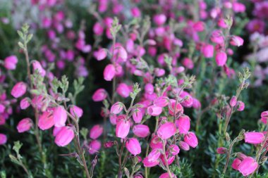 Bahçedeki güzel funda