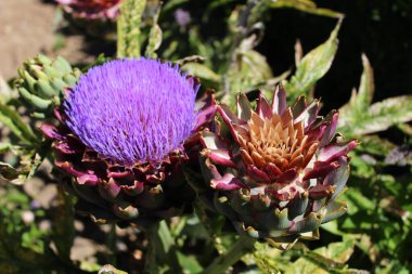 Yazın bahçede enginar.
