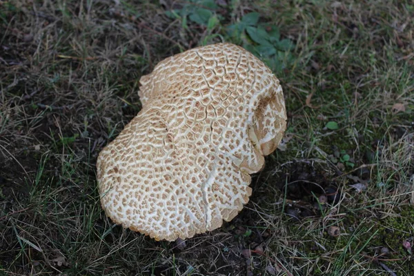 Large Mushroom Meadow — Stock Photo, Image