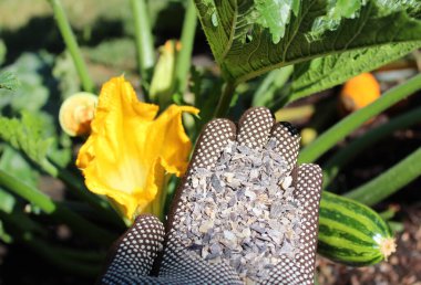 Çiçek açan bir kabağın önünde eldiven ile bir elde boynuz talaşı.