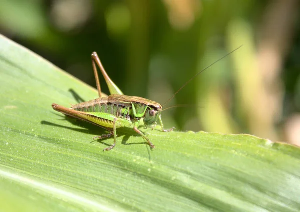 Bog Bush Cricket Leaf — Stock Photo, Image