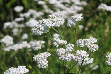 Bahçede filizlenen kiriş
