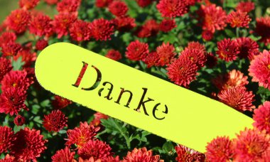 Alman metninin yazılı olduğu bir krisanthemum. Teşekkürler.