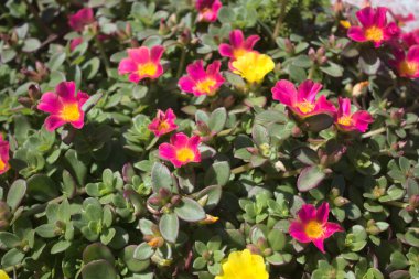 Bahçedeki yosun gülleri